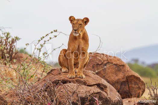 Picture of Lioness lion panthera leo sitting on rocks with intense serious look Front face body Samburu National Reserve Kenya Africa Copy space